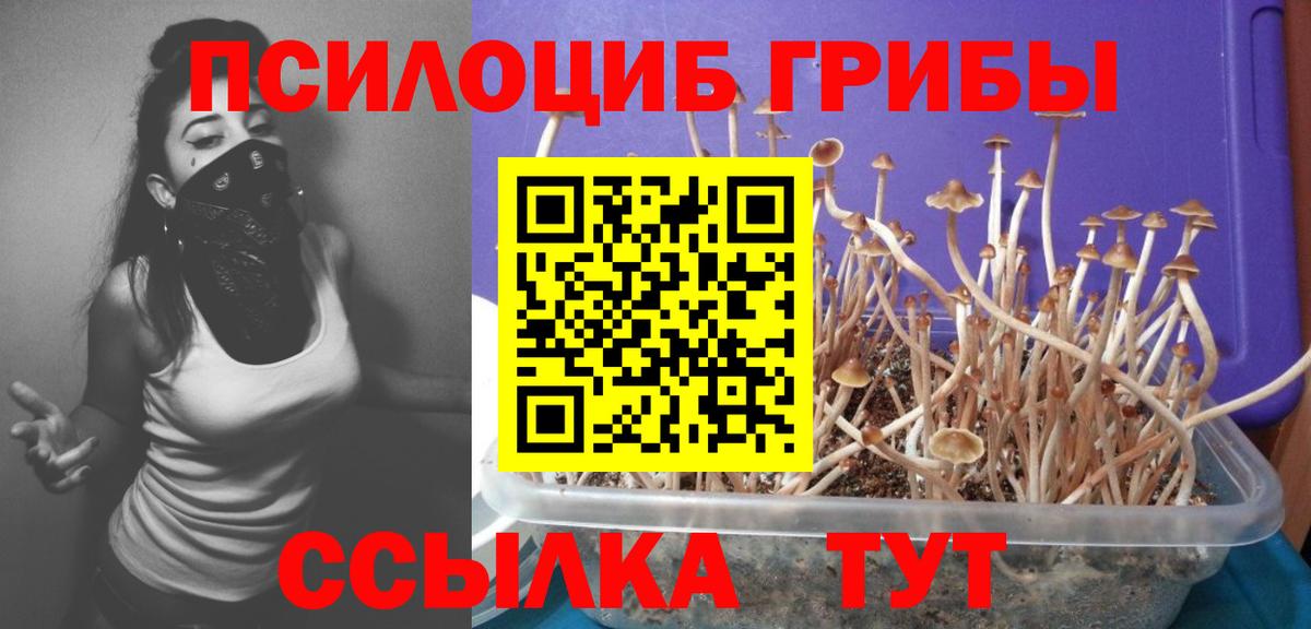 Амурск  Галлюциногенные грибы Cubensis  Вход с VPN 